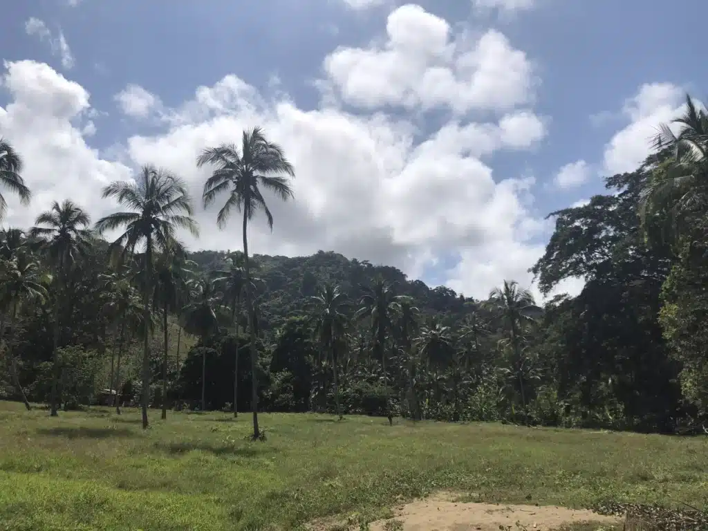 Palms in Tayrona Park, Santa Marta, Colombia