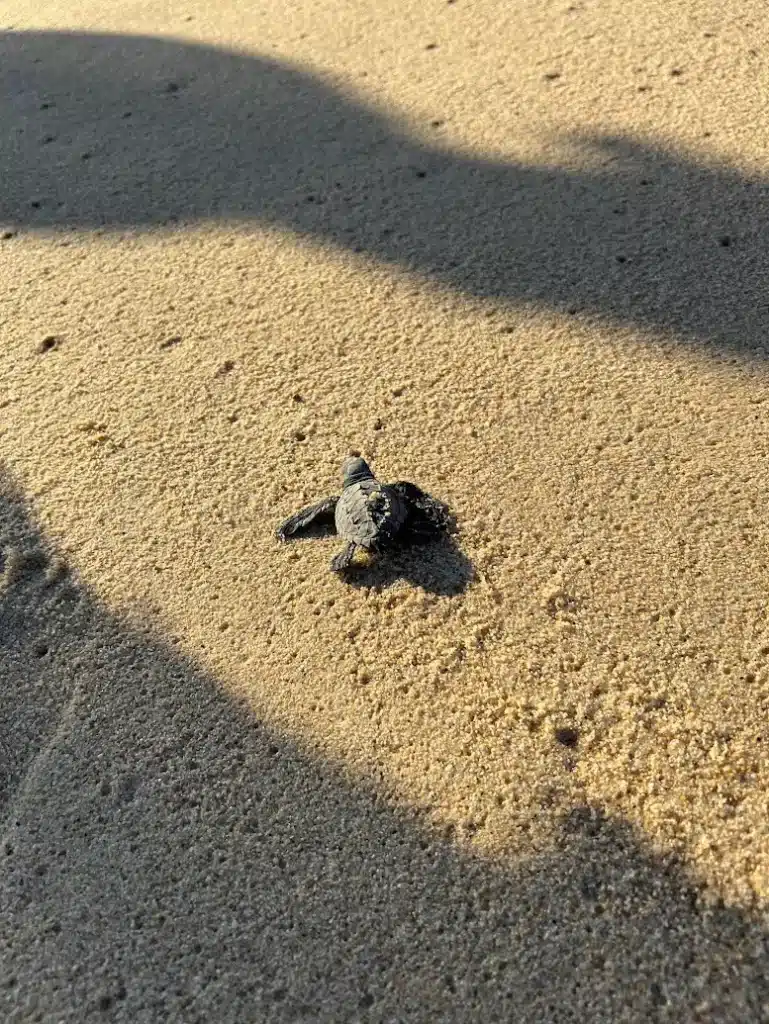 Baby turtle hatchling in Los Cabos, Mexico
