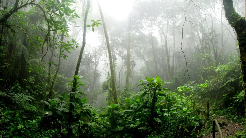 Move to Colombia in 2025