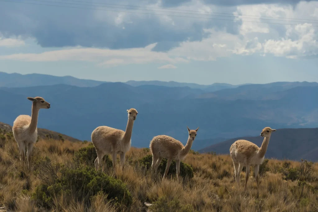 Retire to Patagonia